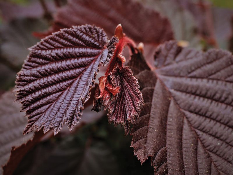 Raudonojo lazdyno Corylus maxima ‘Purpurea’ lapeliai