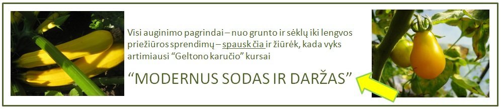 Modernus sodas ir darzas