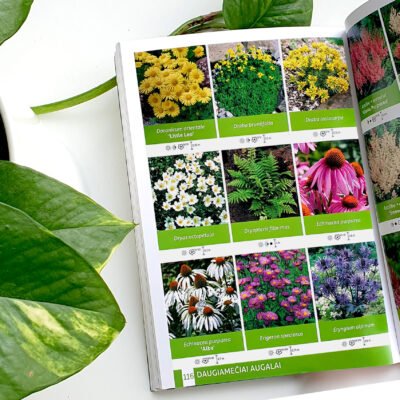 Dekoratyvinių augalų katalogas Geltonas karutis