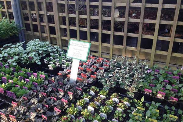 Sodinukų mugė gausi ir atvežtiniais augalais, skaitykite jų etiketes. Nuotr. iš http://www.springwoodgardencentre.com