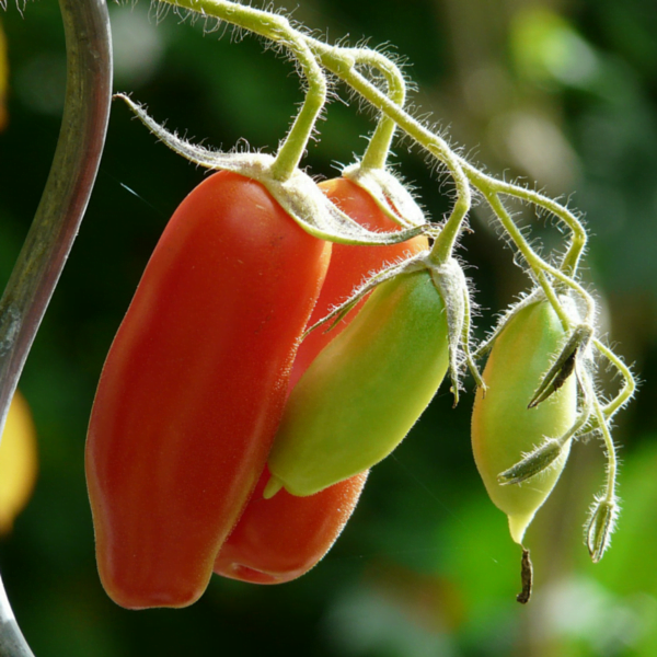 Modernus sodas ir daržas