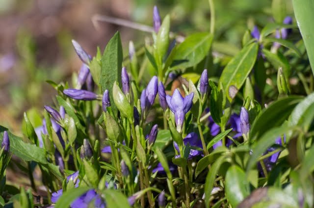 Mažoji žiemė (Vinca minor)