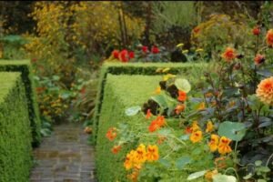 Nasturtės Le Jardin Plume sode Prancūzijoje. Nuotr. Carrie Preston