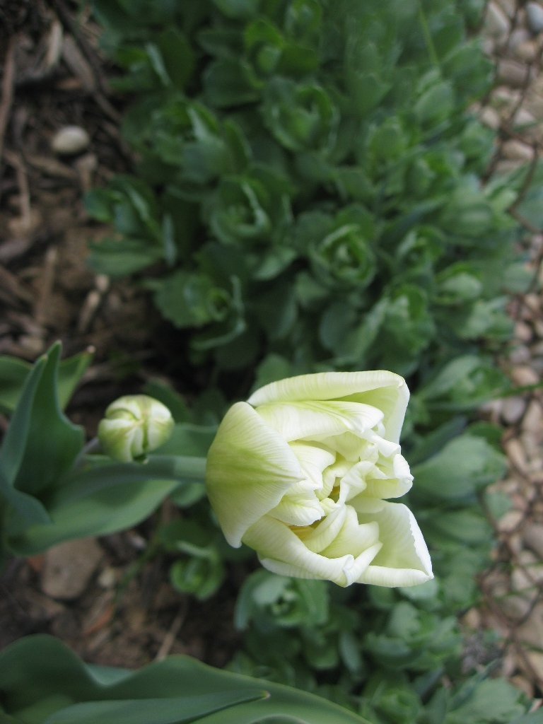 Kaip sodinti tulpes su daugiamečiais augalais - nuotraukoje fone kyla vilkpupė (šilokai), puikus derinys su tulpėmis. Nuotr. L.Liubertaitė
