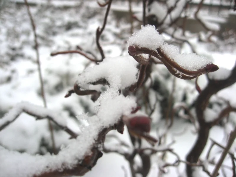 "Garbanotas lazdynas" nesupainiojamas su kitais augalais dėl savo raizgytų skulptūriškų šakelių. Nuotr. L.Liubertaitė