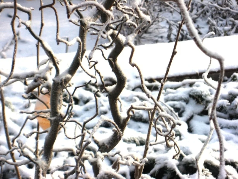 "Garbanotas lazdynas" auga negreitai, įvertinkite tai įsigydami. Nuotr. L.Liubertaitė