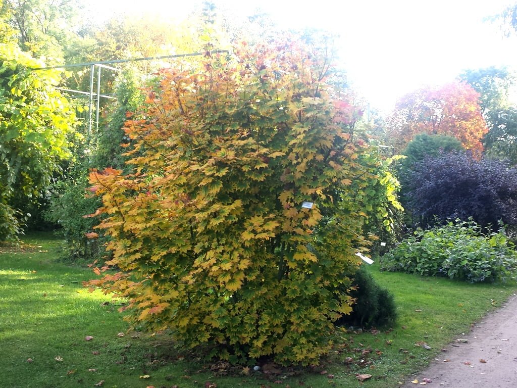 Apskritalapis klevas (lot. Acer Circinatum) VU botanikos sode Vilniuje. Rugsėjo pabaiga, nuotr. L.Liubertaitė