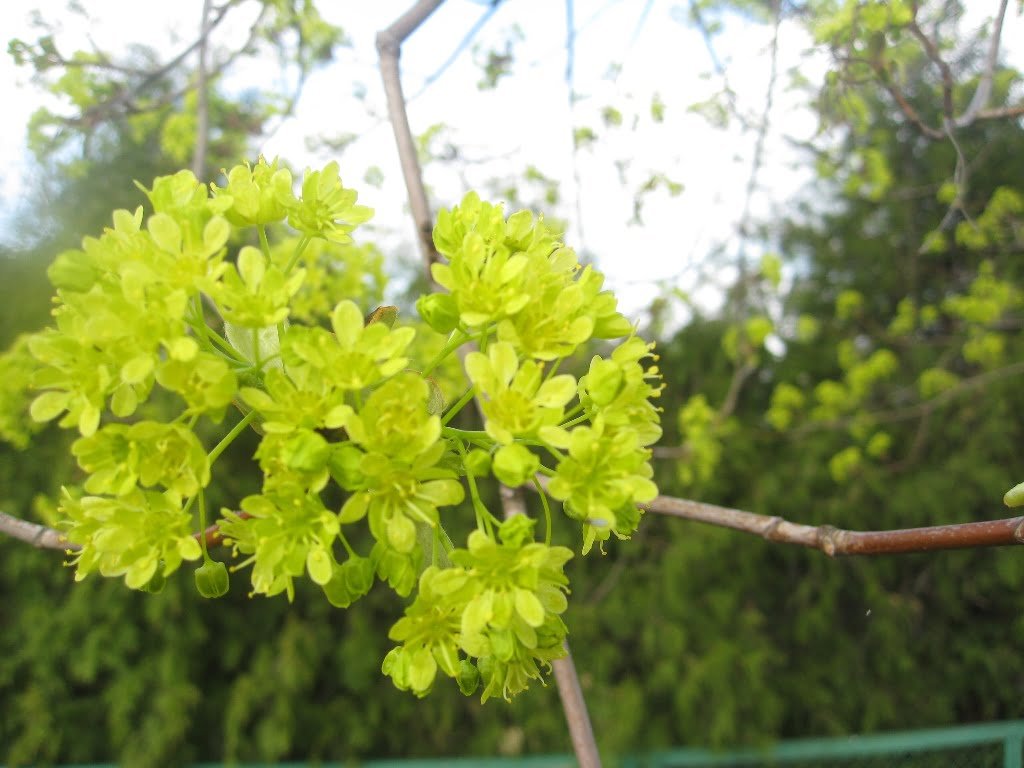 Žydintis paprastasis klevas, balandžio mėn. Kupiškis, nuotr. L.Liubertaitė