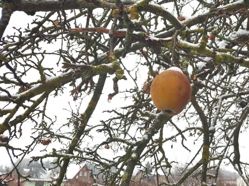 Palikite žiemai keletą obuolių kabėti ant medžio. Nuotr.L.Liubertaitė