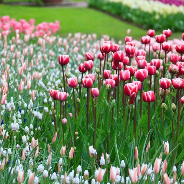 žydėjimo šventė 2017 žiūrėkite visą renginių sąrašą Geltonas karutis