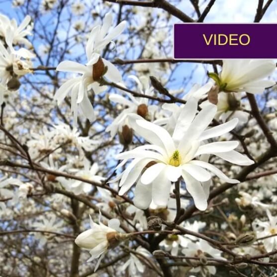 Magnolija