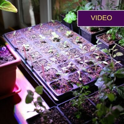 LED lempa augalams: lyginame eksperimento rezultatus