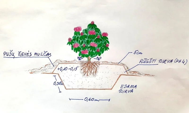 Rododendrų sodinimo schema. Paruošė L.Puodžiūtė.