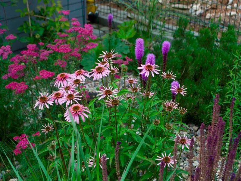 Didelė augalų įvairovė reikalauja daug vietos ir visa tai tam, kad žydėjimas truktų kuo ilgiau. Nuotr. aut. L. Liubertaitė.