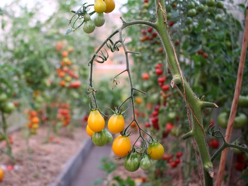 Geltoni vyšniniai pomidorai 'Medovaja kaplia' čia jau beveik suvalgyti. Saldūs ir skanūs. Nuotr. L.Liubertaitė