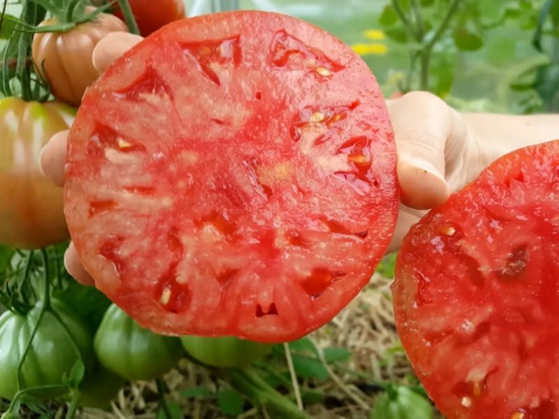Pomidorai 'Red Pear' - fantastiško skonio, auginame ne vieną krūmą ir negalim jų atsisakyt jokiu būdu. Nuotr. L.Liubertaitė