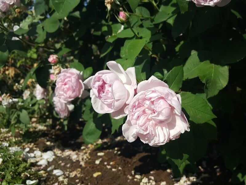 Šimtalapės rožės ‘Fantin Latour‘