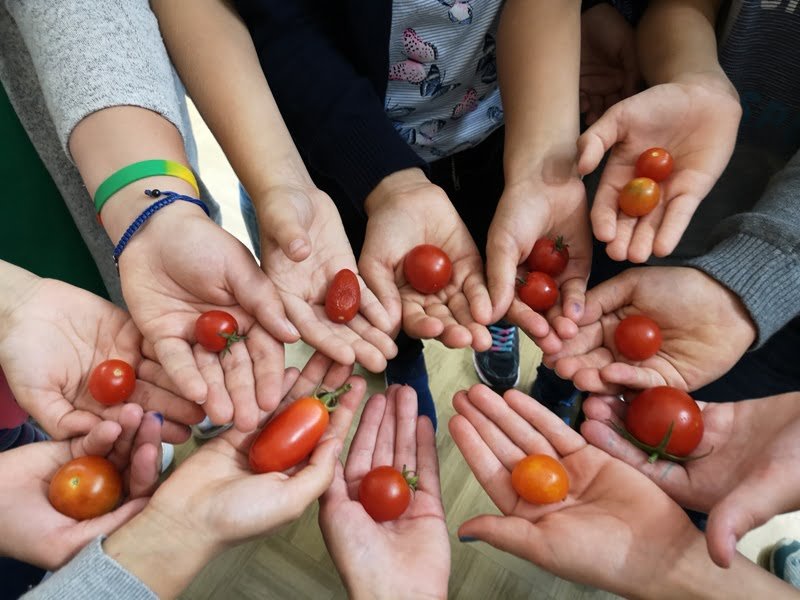 Pomidorų auginimas mokykloje