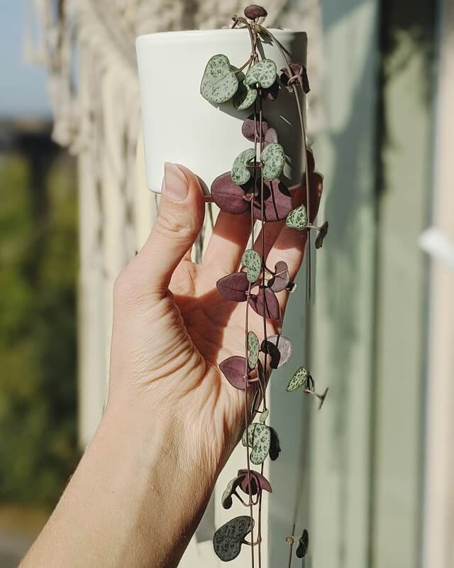 Ceropegija paprastoji (ceropegia woodii)