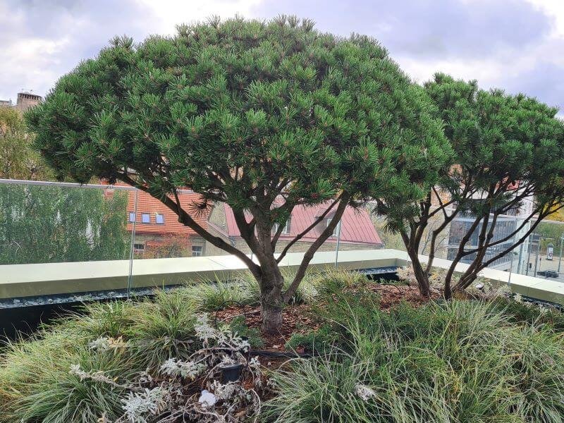 Kalninių pušų bonsai – tarsi žali purūs debesėliai. Nuotr. L. Liubertaitė