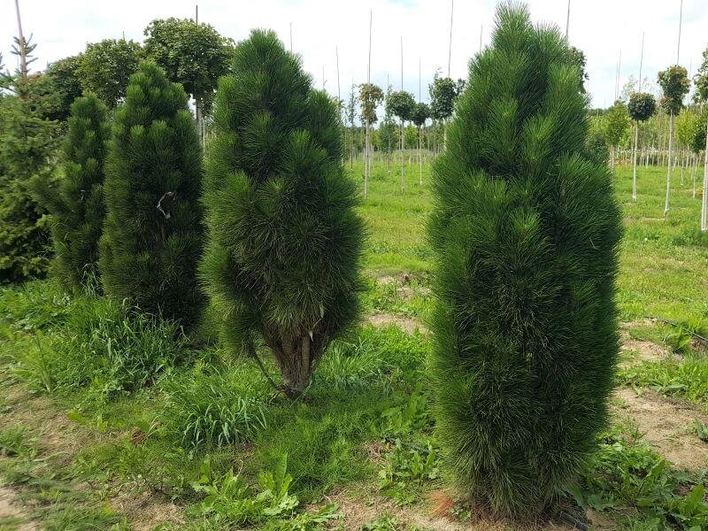  Koloninė pušis – pušis juodoji (Pinus nigra) ‘Green tower’. Nuotr. L.  Liubertaitė