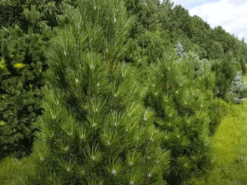 Pušis juodoji (Pinus nigra) ‘Pyramidalis’. Koloninė juodoji pušis yra kompaktiška ir gana glausta, todėl idealiai tinka mažuose kiemuose. Nuotr. L.  Liubertaitė