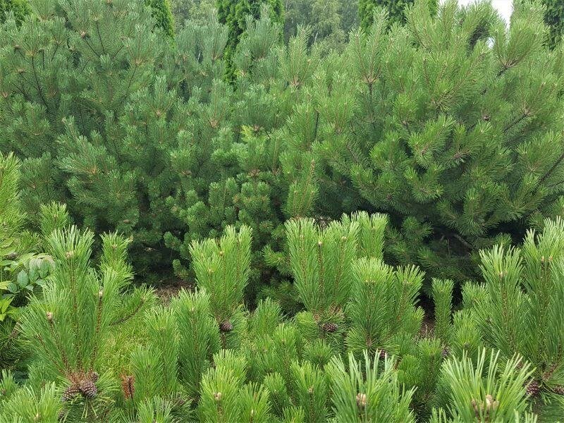Pušų veislės. Pušis kalninė (Pinus mugo). Plačios ir tankios kalninės pušys itin tinka formuojant didelio kiemo kraštovaizdį. Puikiai tarnauja ir kaip užuovėja. Nuotr. L. Liubertaitė