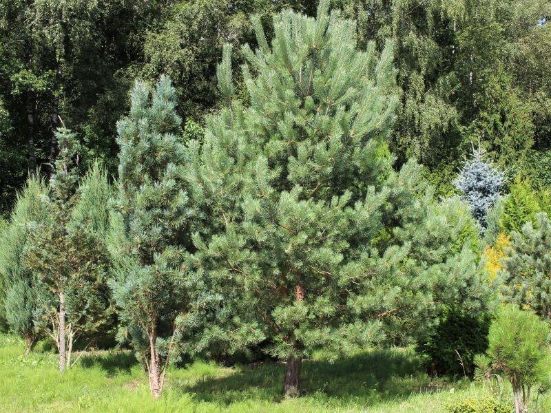 Pušis paprastoji (Pinus sylvestris). Nuotr. L. Liubertaitė.