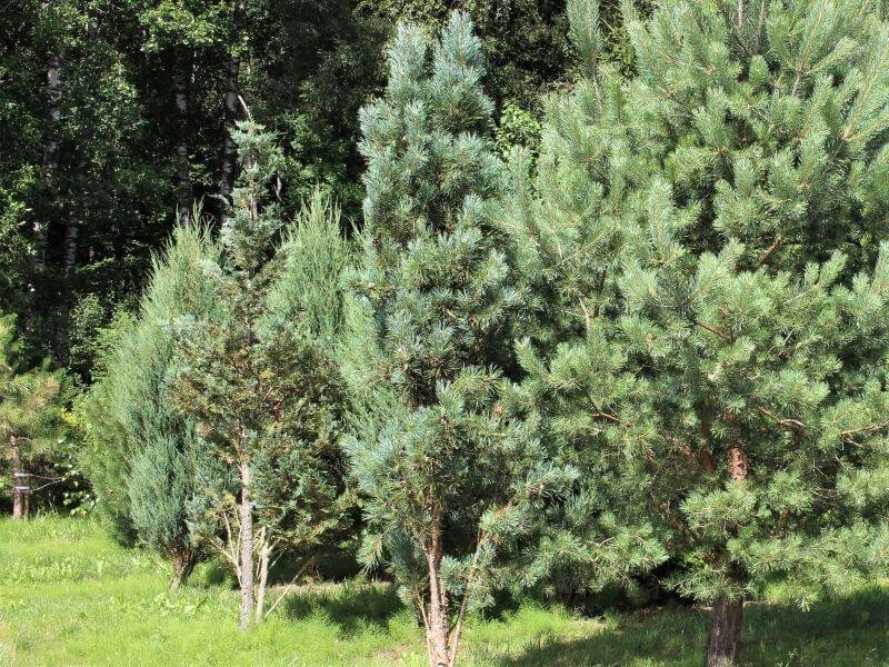 Nuotraukos centre – koloninė pušis paprastoji (Pinus sylvestris) ‘Fastigiata’. Ji gerokai glaustesnė ir kompaktiškesnė nei paprastoji pušis, matoma nuotraukos dešinėje. Nuotr. L.  Liubertaitė