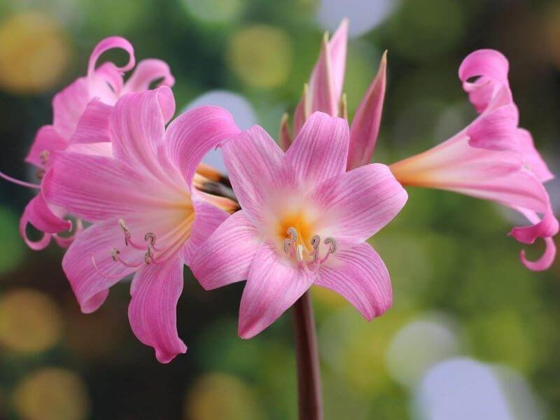 Dailioji amarilė (Amaryllis Belladonna) žydi vasarą ir tik rožiniais žiedais.