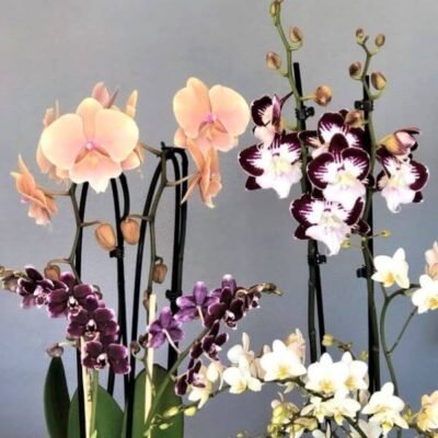 Orchidėjos viršelis