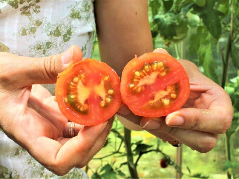 Nei per maži, nei per dideli ‘Tigerella’ pomidorai. Nuotr. L. Liubertaitė