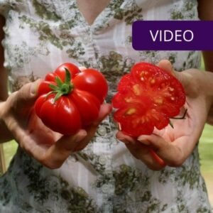 Pomidorų veislės viršelis