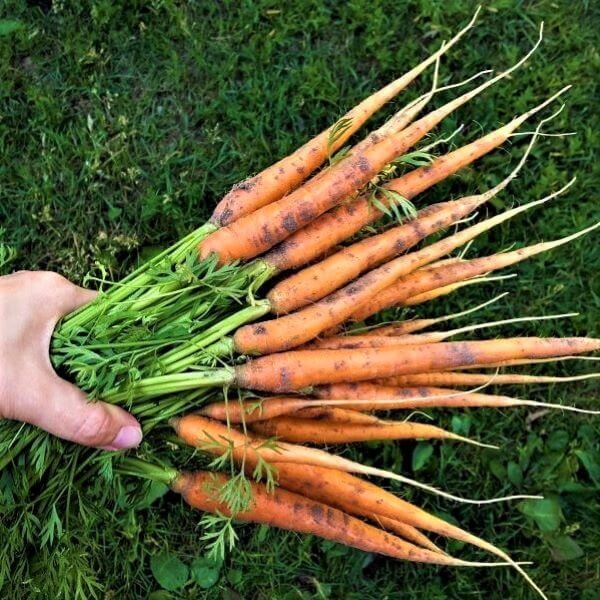 Sėjomaina viršelis morkos