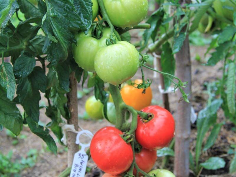 Senosios lietuviškos pomidorų veislės: ‘Giedorių avietiniai’. Nuotr. J. Grigaitė