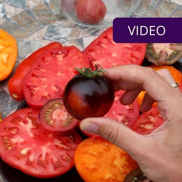 Kokie pomidorai vertingiausi Viršelis