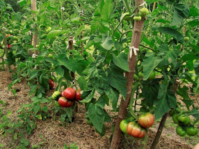 Dėl stiprios genetikos dauguma senųjų veislių pomidorų sėkmingai gali augti lauke. Nuotr. J. Grigaitė