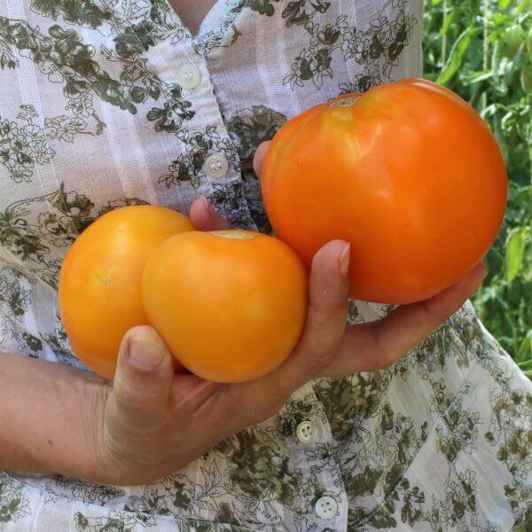 Lietuviškos pomidorų veislės Viršelis