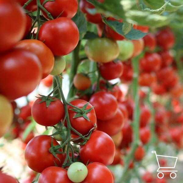 Pomidorų sėklų pasirinkimas