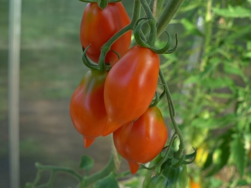 ‘Piennolo del Vesuvio’ pomidoriukai. Nuotr. Lina Liubertaitė