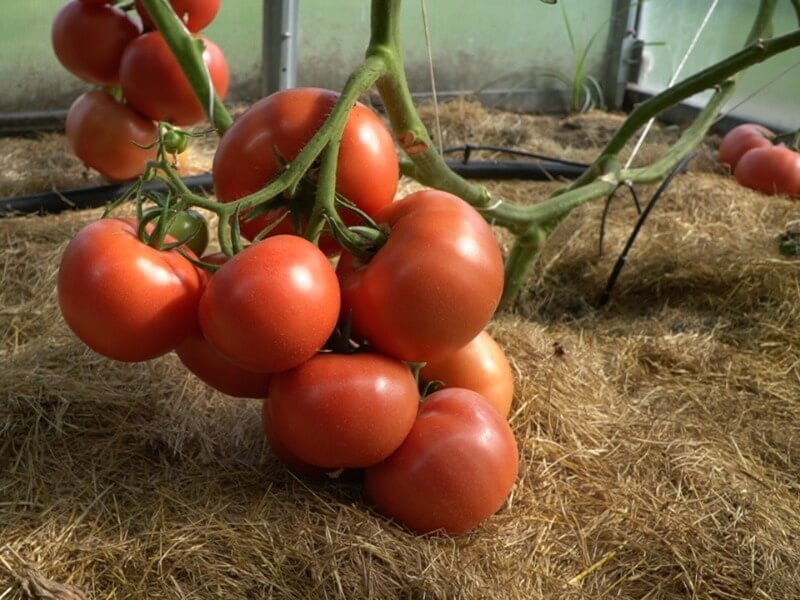 Stipri skiepytų pomidorų šaknų sistema leidžia krūmą auginti net keturiais stiebais. Nuotr. Lina Liubertaitė