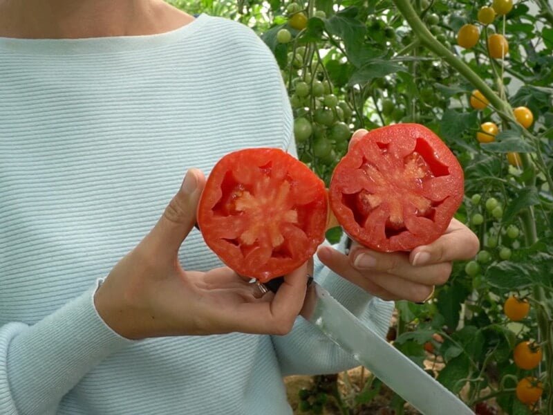 Skiepyti pomidorai ‘Silvano F1’. Nuotr. Lina Liubertaitė