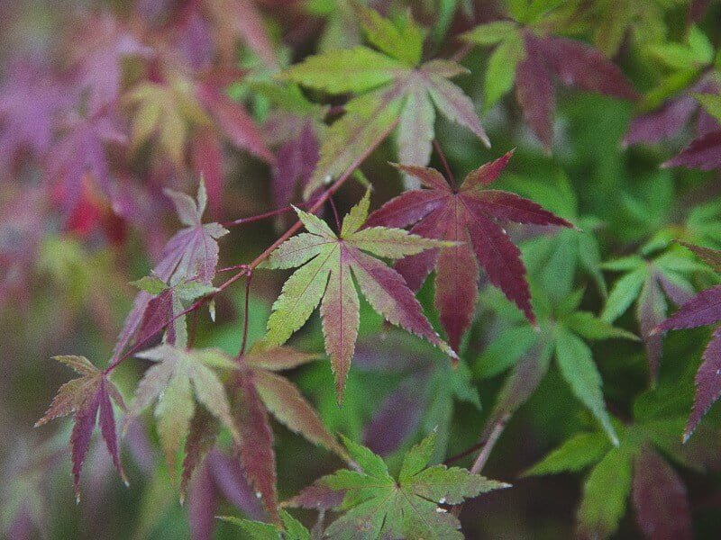Plaštakiškasis klevas (Acer palmatum) rudenį atrodo ypač įspūdingai. Nuotr. Pexels.com