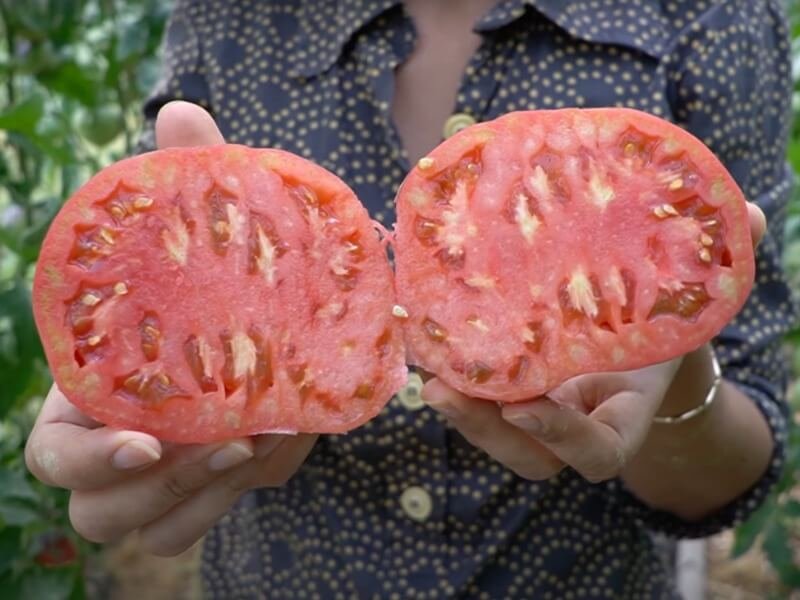 Lietuviškas pomidoras 'Anupras'. Nuotr. Lina Liubertaitė