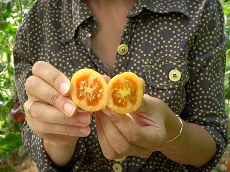  Praeitų metų ‘Ponderosa’ pomidoras vis dar valgomas. 2021-ųjų metų derlius rugpjūtį dar neprisirpęs. Nuotr. Lina Liubertaitė