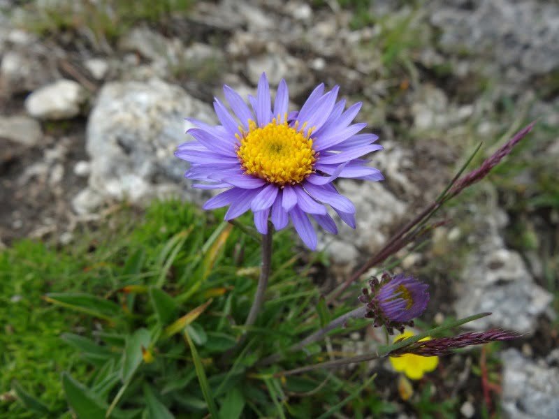 Alpinis astras (Aster alpinus) ‘Dunkle Schöne’. Nuotr. Pixabay.com