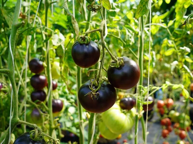 Kaip išsirinkti pomidorus auginimui — galite rinktis pagal spalvą. Čia antocianiniai pomidorai. Nuotr. Lina Liubertaitė