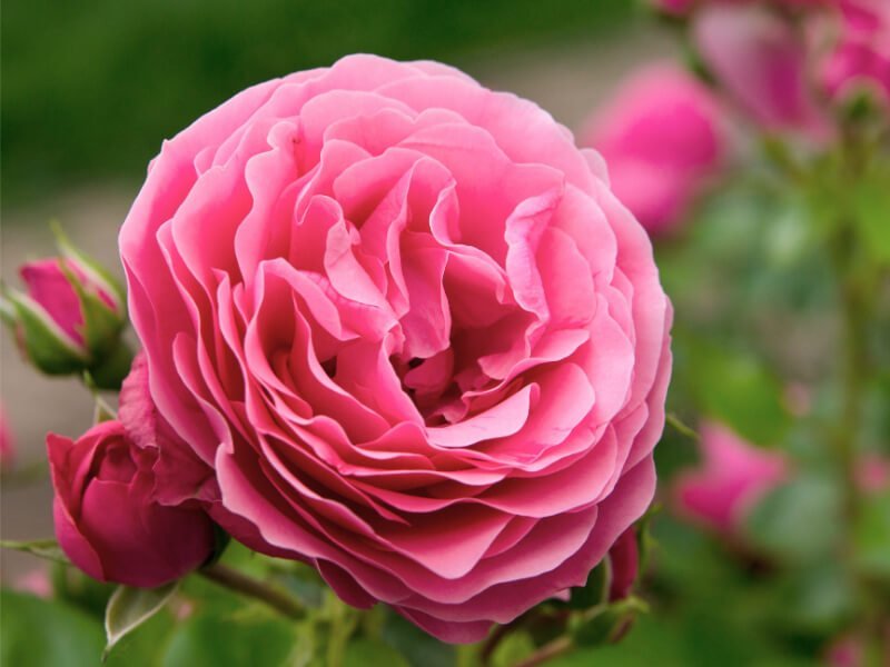Stiebinės rožės labai lepios, todėl geriau rinktis įprastas atsparias rožes. Nuotr. Lina Liubertaitė