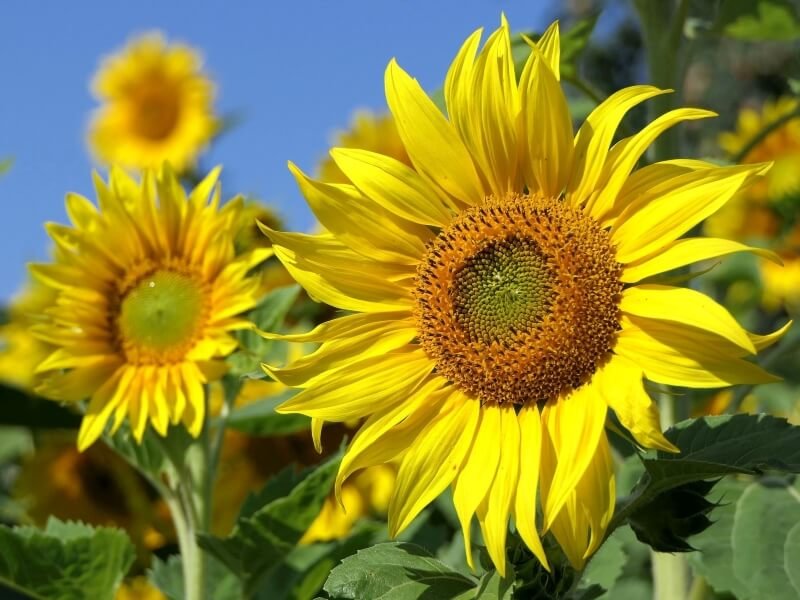 Saulėgrąža – nacionalinė Ukrainos gėlė ir vilties simbolis. Pixabay.com nuotr.