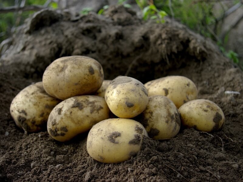 Naujos bulvių veislės išvedamos tobulinant populiarias senąsias. Nuotraukoje - 'Colomba' veislės bulvės. „Vfarm“ nuotr.